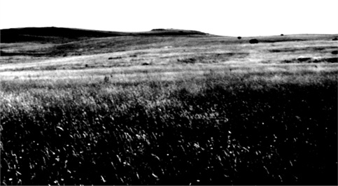 Grassland