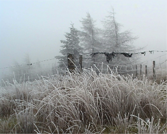 Frozen Grass