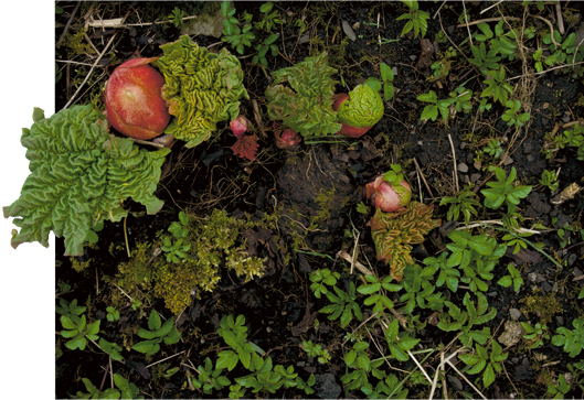 Rhubarb