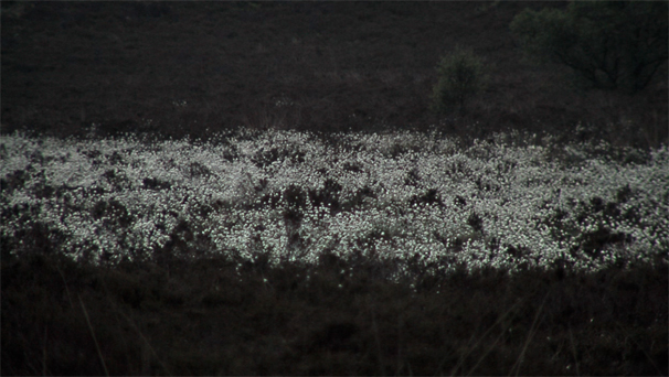 Cotton Grass 02