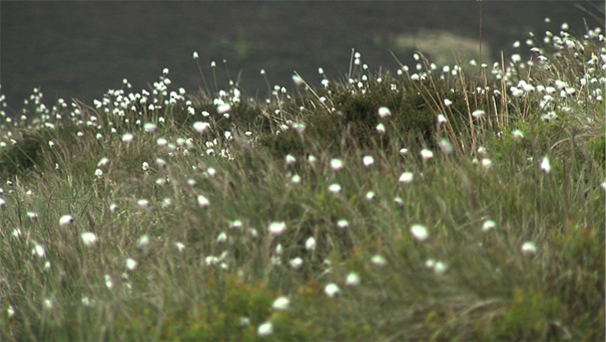 Cotton Grass